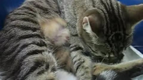 Cute cat birth 2021.