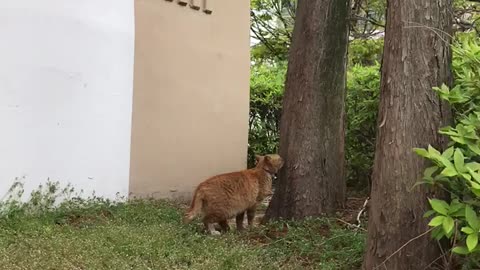 A camera-conscious cat