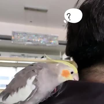 Great Cocktail Bird Lyrics and Singing