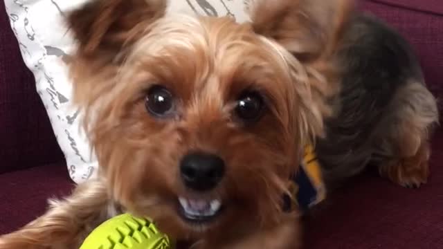 Small brown dog with yellow football charges camera