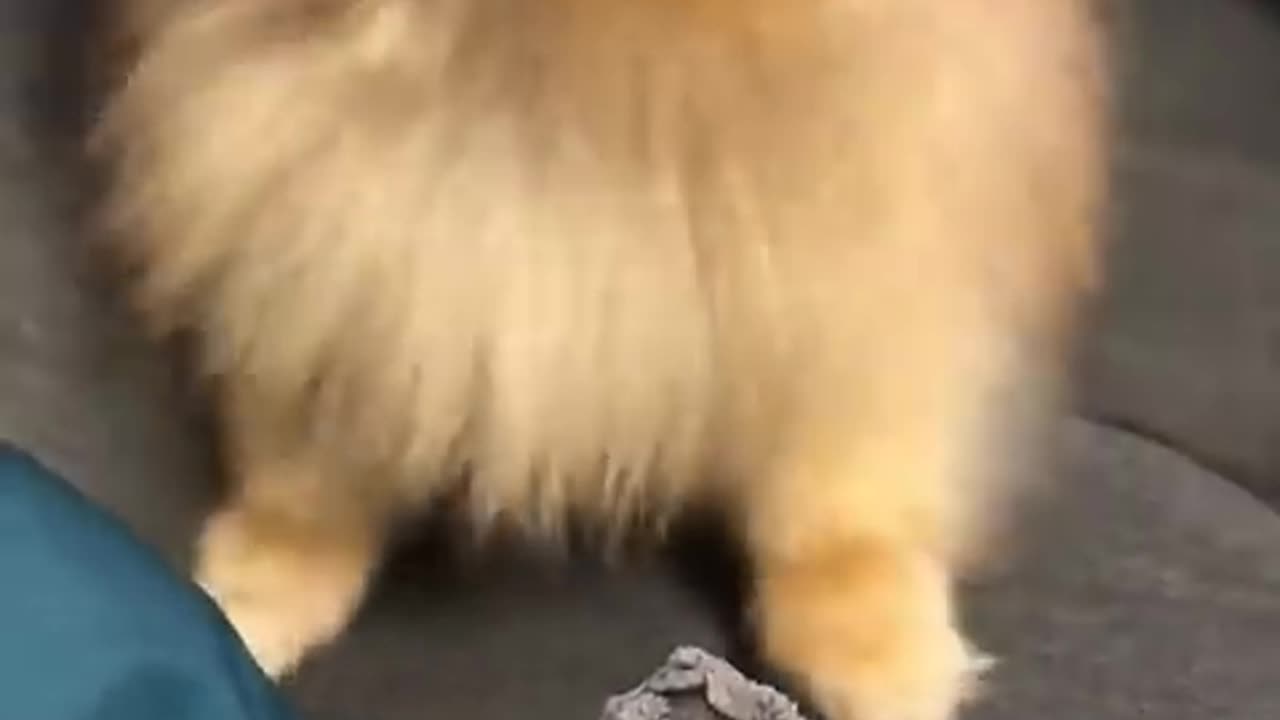 Pomeranian dog has the most hilarious sneeze #cat #cute #kitten