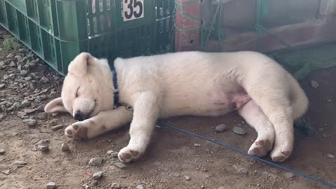 Sleeping Korean Country Dog