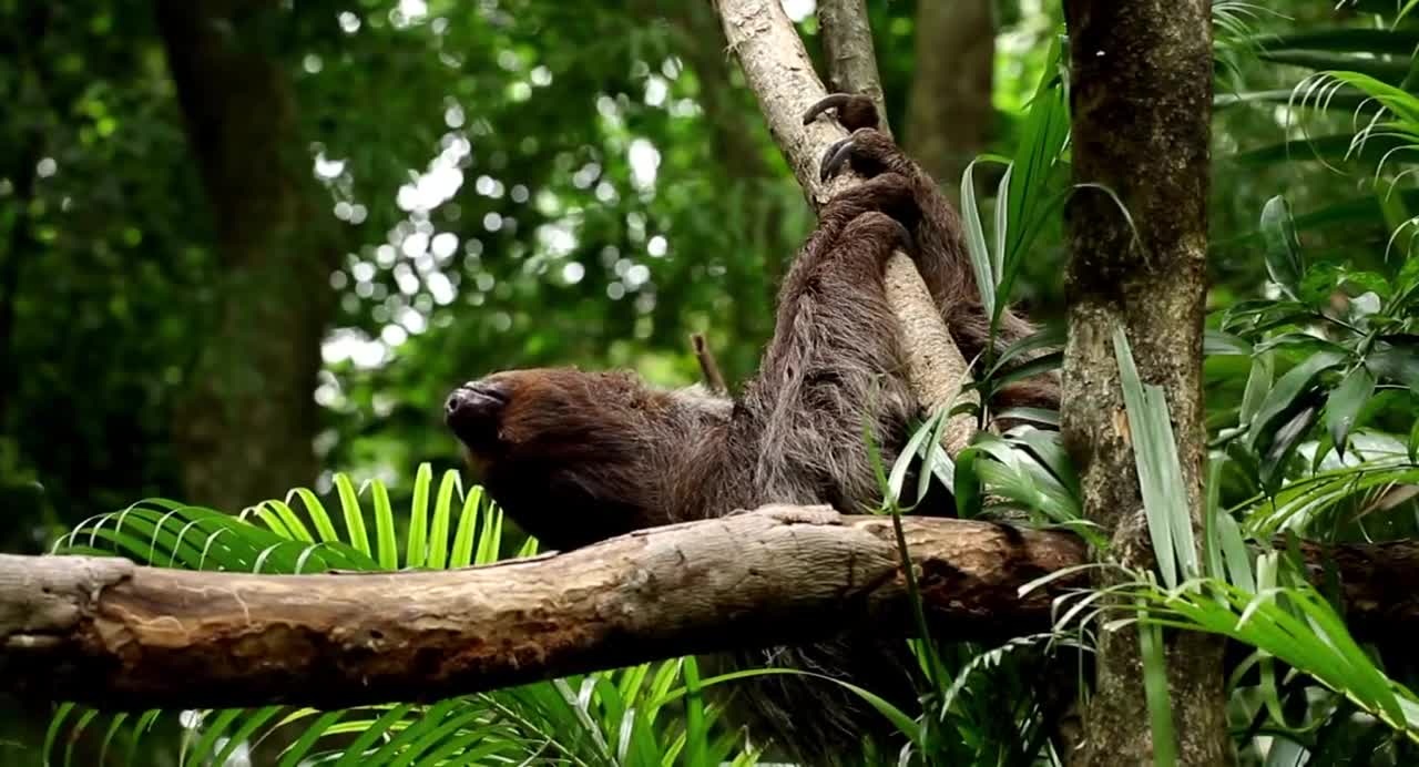 sloth busy life in jungle