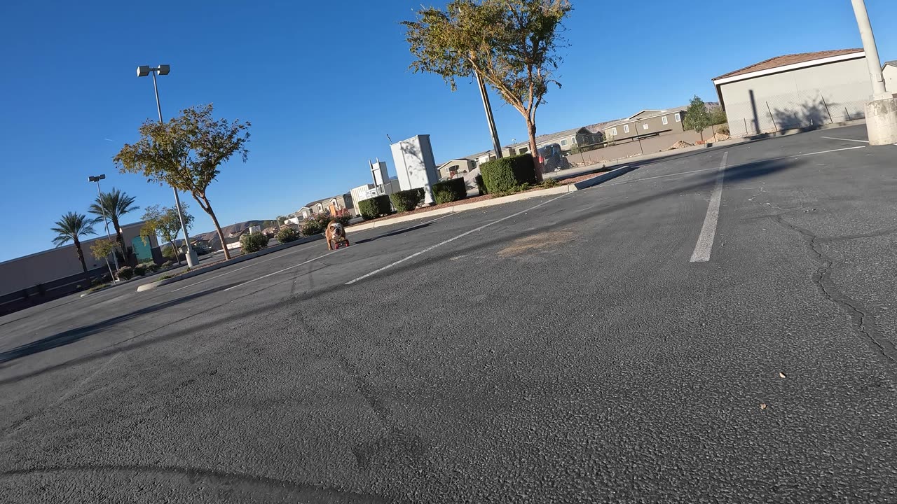 Skateboarding Dog Cruises Through Parking Lot