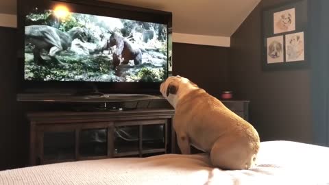 Bulldog Has Incredible Reaction To Actress In Trouble