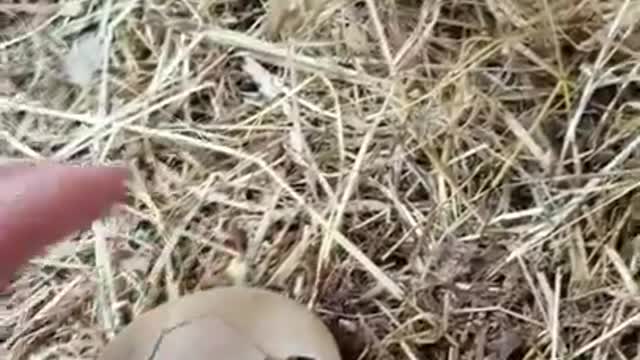 Amanda Grace Talks..A BIRTH ANNOUNCEMENT DAISYS EGG HAS HATCHED!!!!