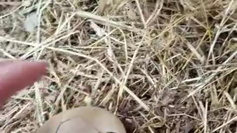 Amanda Grace Talks..A BIRTH ANNOUNCEMENT DAISYS EGG HAS HATCHED!!!!