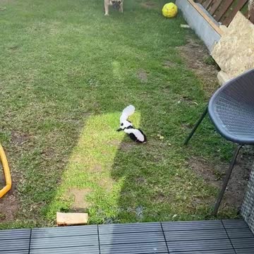 How to keep your frenchie busy. parkour style