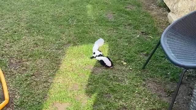 How to keep your frenchie busy. parkour style