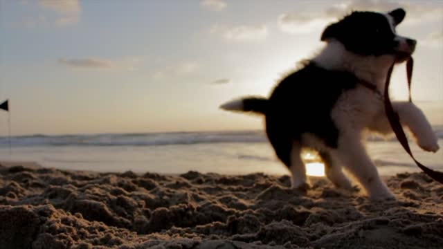 Cute dog playing with his belt