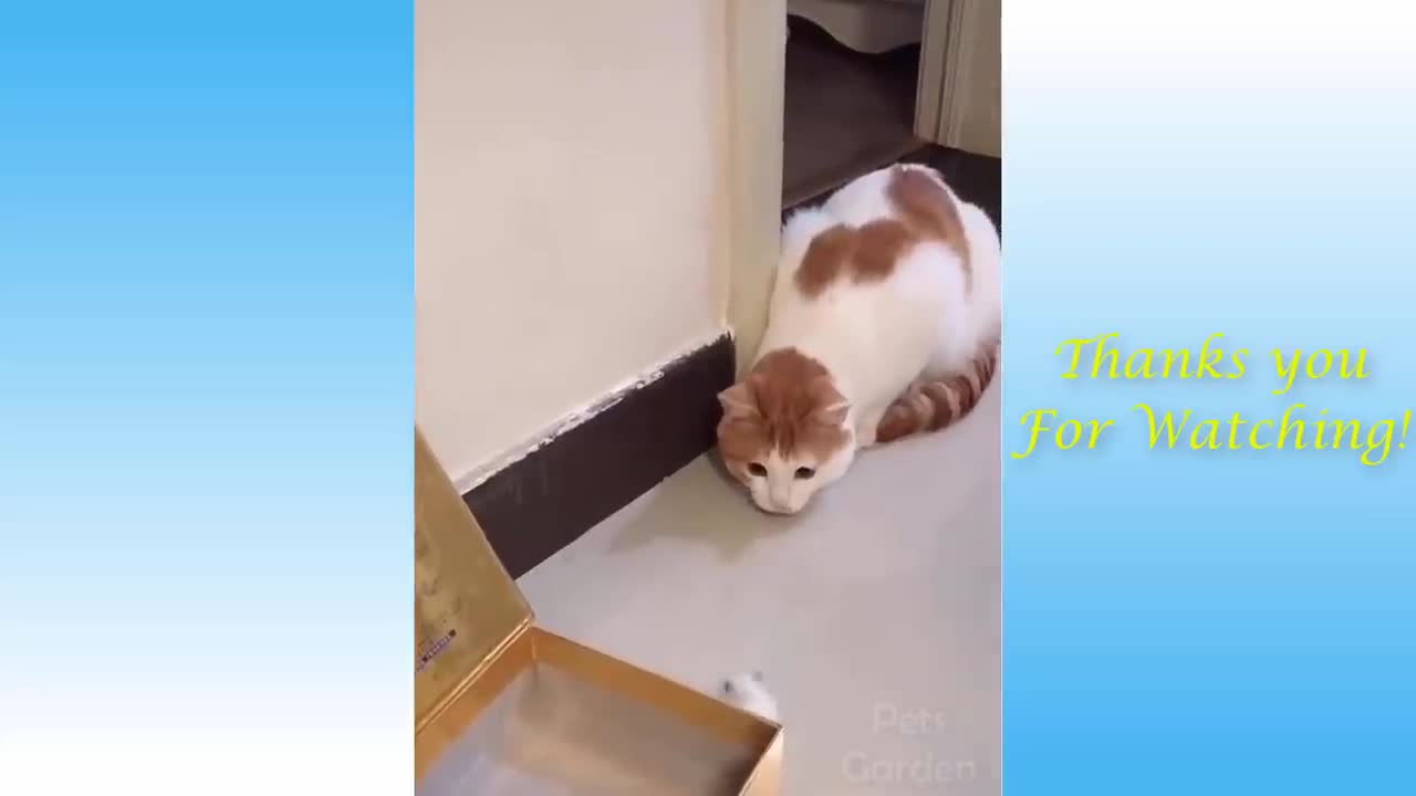 💗Cute Cats and Dogs Funny Pets