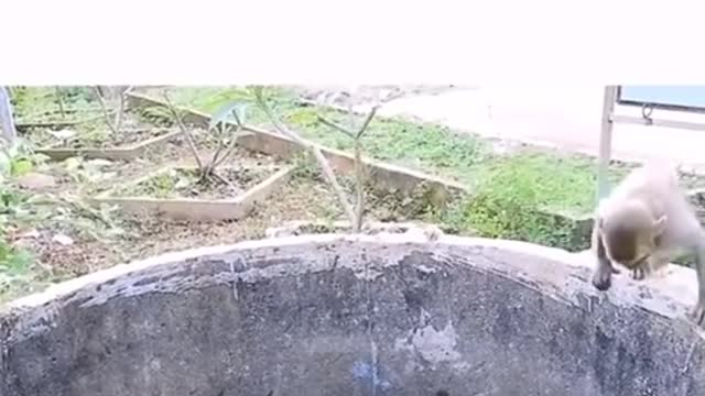 Monyet Menolong Kucing Yang Terjebak Di Dalam Sumur
