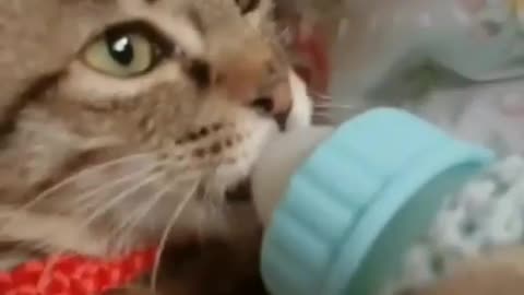 Cat drinking milk