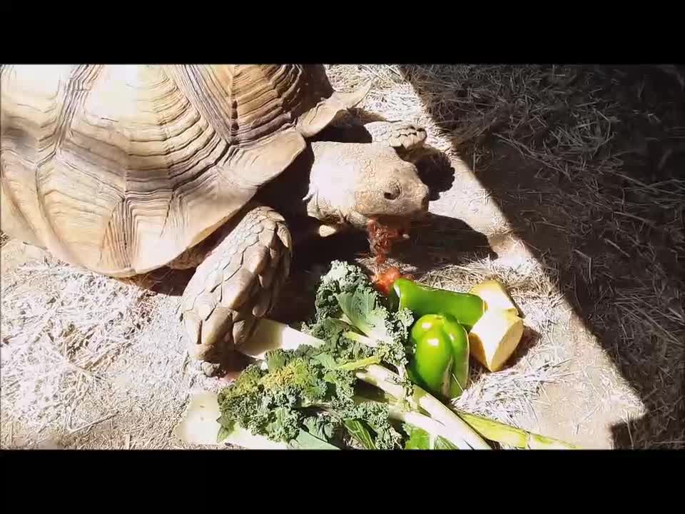 Tonka Eats Big Meal After Hibernation