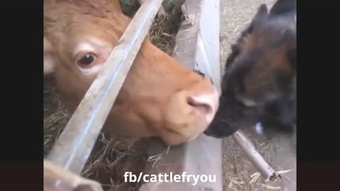 Funny Animals