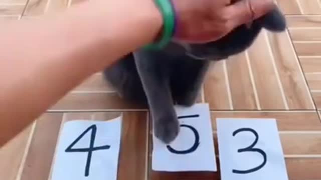The cat is very smart