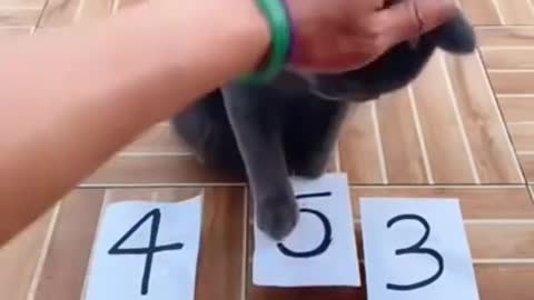 The cat is very smart