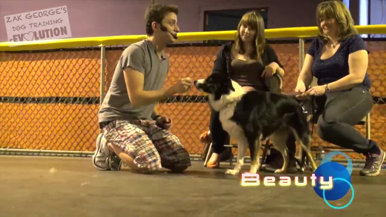 Dog Training . How to Train ANY DOG the Basics