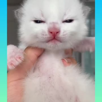 Cute and Funny Cat Videos Compilation _#short