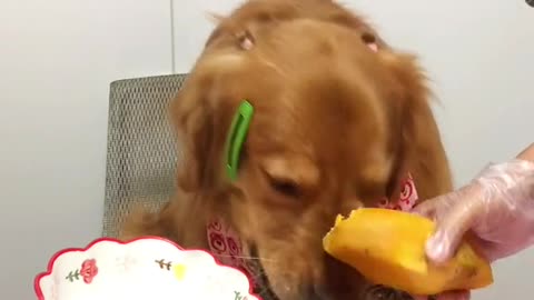 Golden Retriever is having food #dogtraining #golden