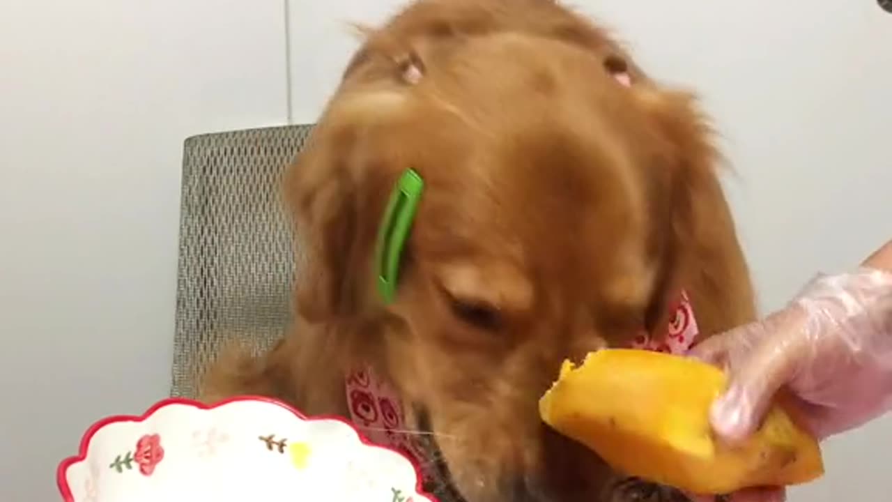 Golden Retriever is having food #dogtraining #golden