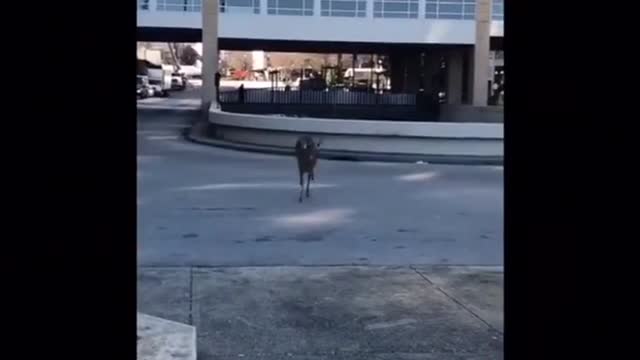 Deer Jumps Into Ohio River In Louisville