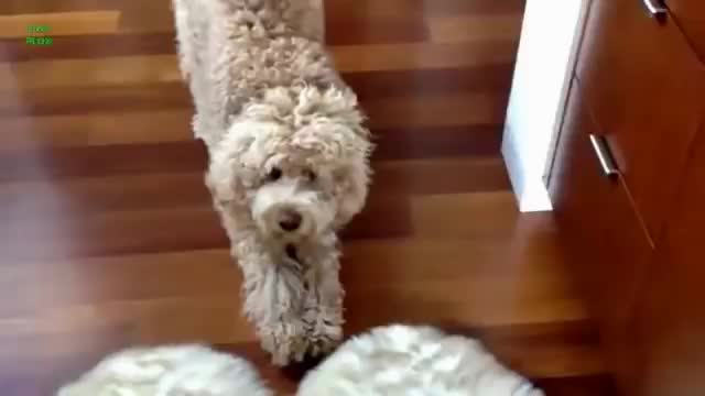 Funny Dogs Smiling Compilation 2014