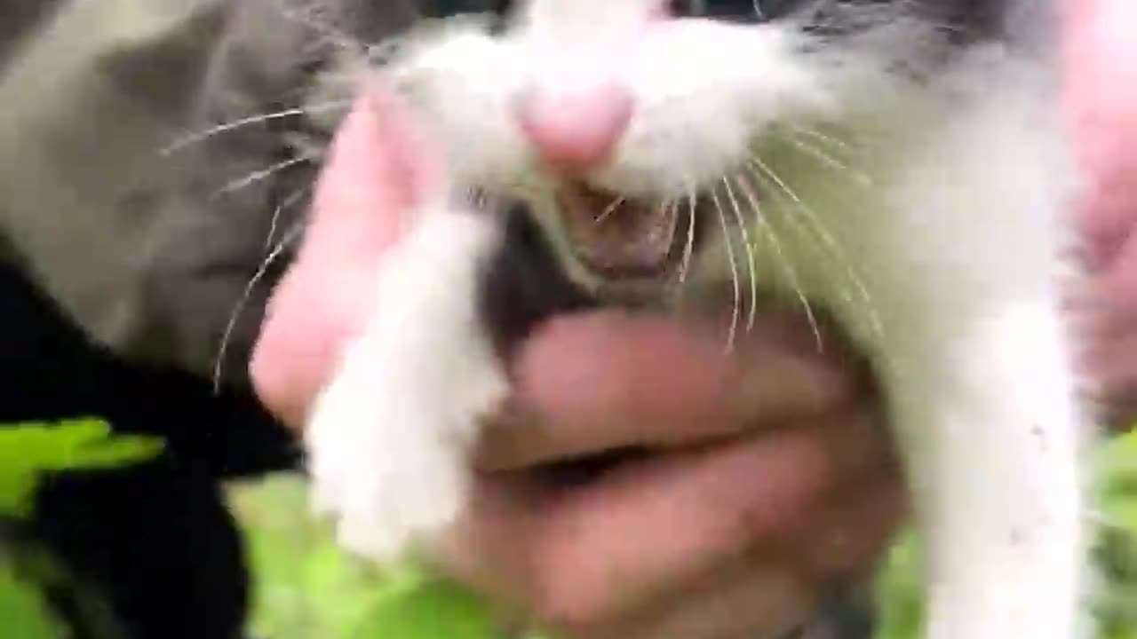 Hungry Lonely Kitten Saved on a Rainy Day - A First Bath.