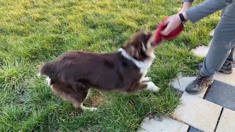 Tug of war with Rascal 2