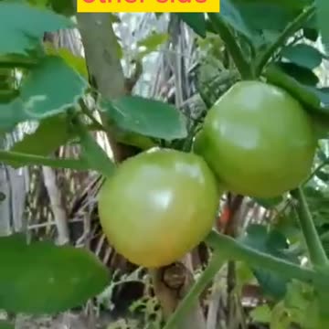 Harvesting Nature's Blessings 🍅