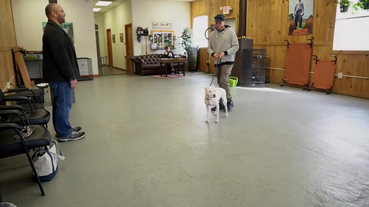 Mastering Dog Training Techniques: A Comprehensive Guide