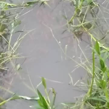 Find a littel Fish child