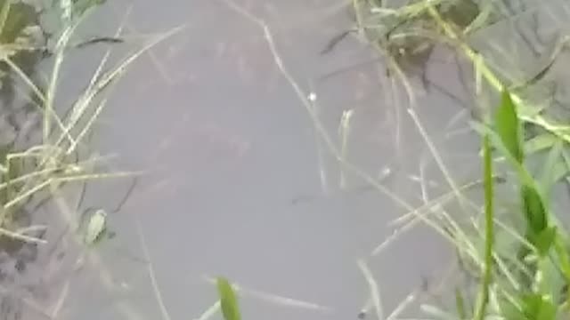 Find a littel Fish child