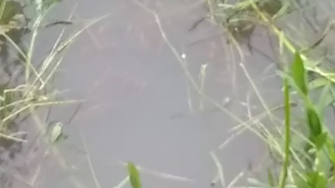Find a littel Fish child