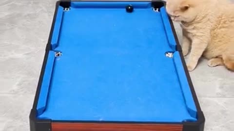 Funny cats playing pool tricks short watch and share