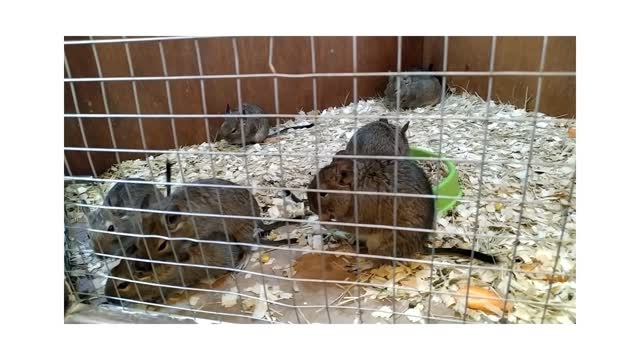Rodents passionately make love
