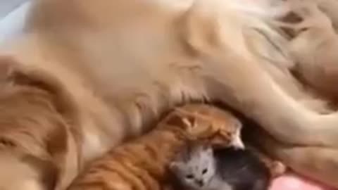 funny cat and dog memes