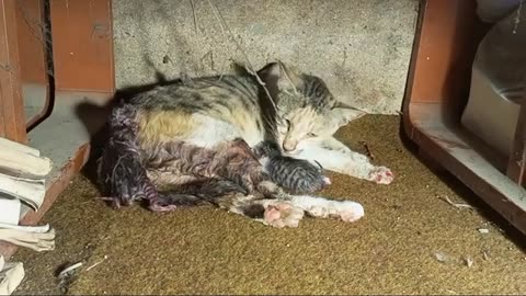 Miracle Recovery: Pregnant Cat Attacked by Dogs Gives Birth to 5 Kittens |rescue story