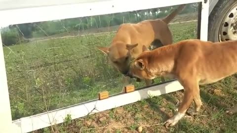 animal mirror5
