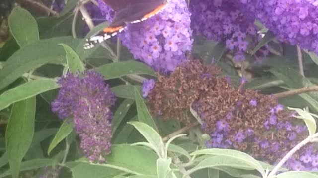 Butterfly on the flower 🦋🦋🦋