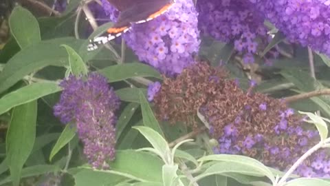 Butterfly on the flower 🦋🦋🦋