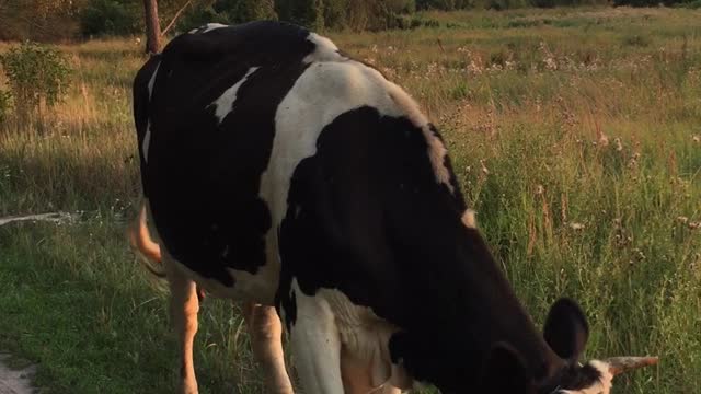 Cute cows in the field