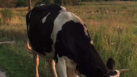 Cute cows in the field