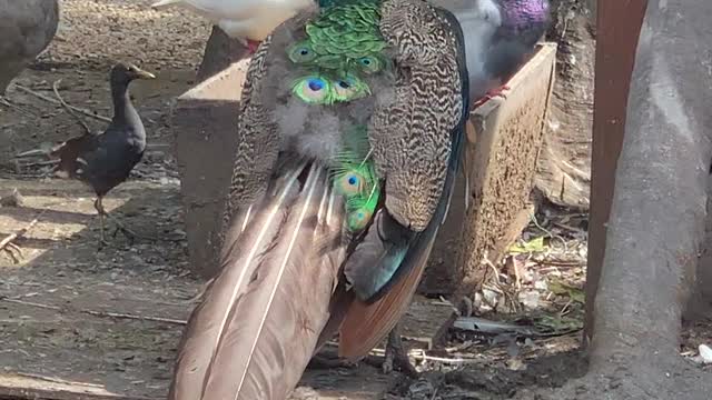 The peacock is watching the pigeon show