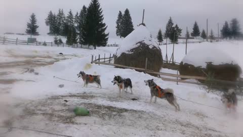 Siberian Husky vs German shepherd