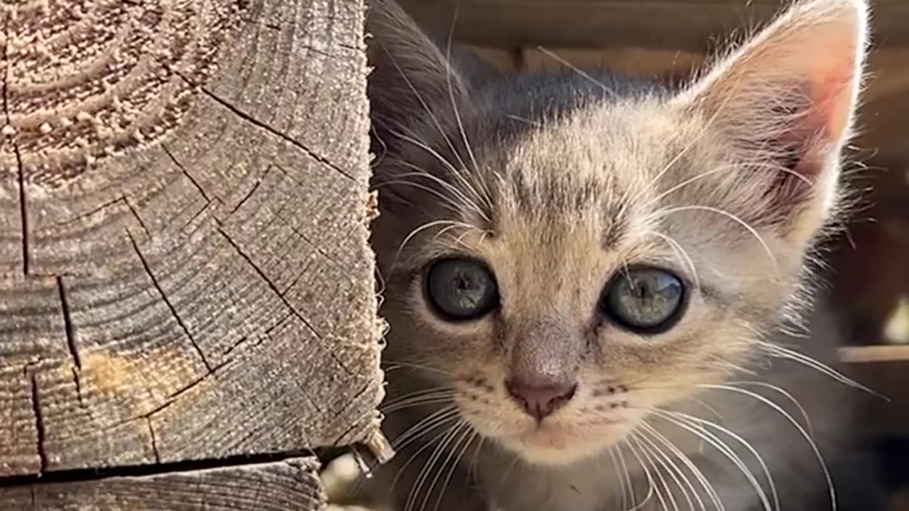 Cute Kitten with sea eyes