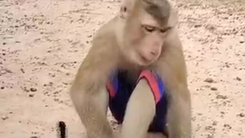 🐥 babies cut monkey 🐵 mom Love Cary beautiful natur world wildlife Bird