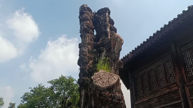 The shape of this tree is strange.