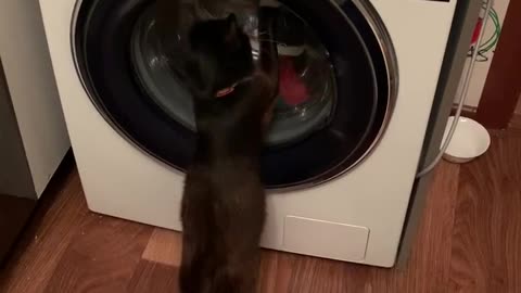 cat and washing machine