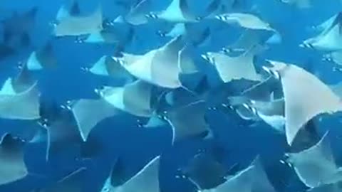 Wonderful fish 💓💓